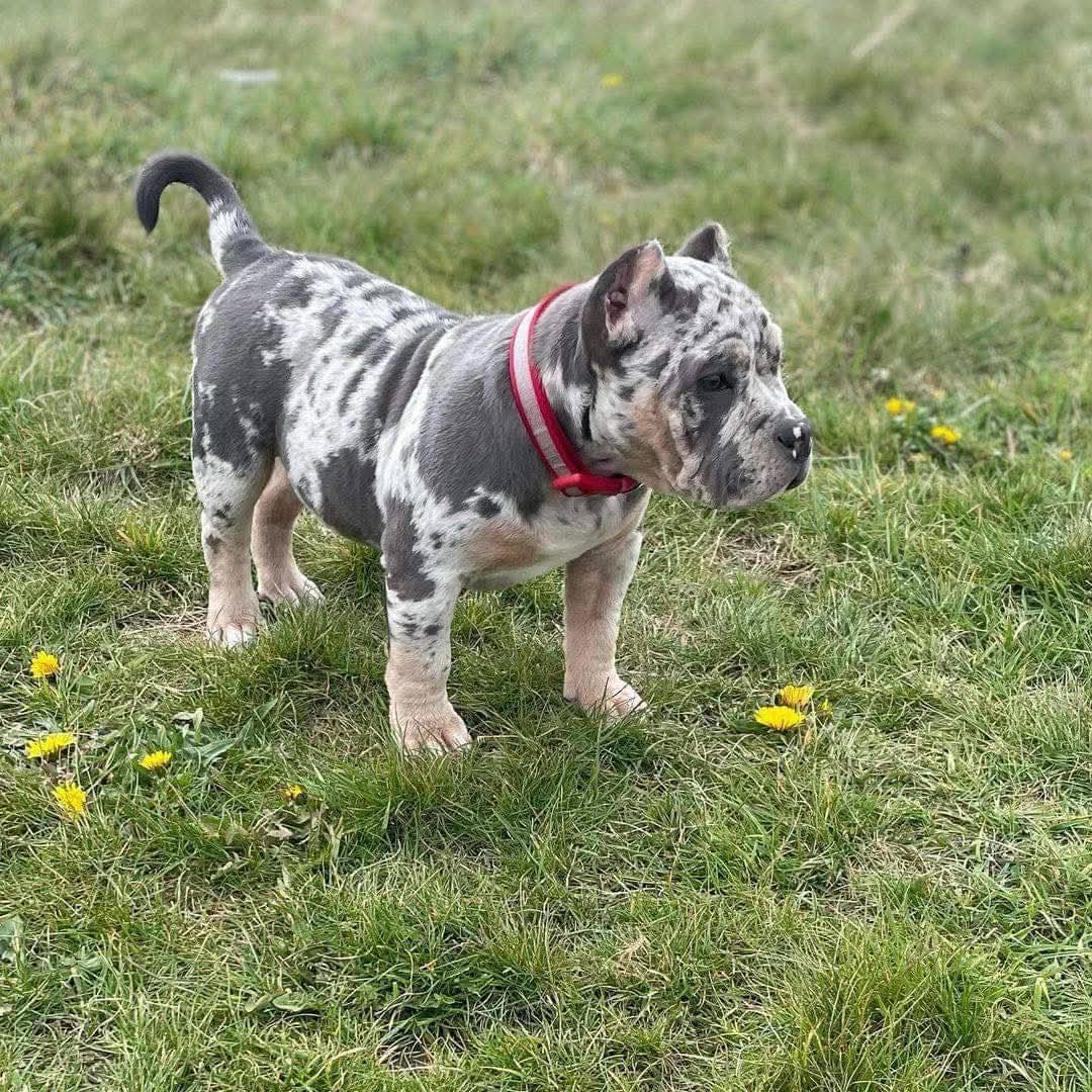 Harry, male American Bully
